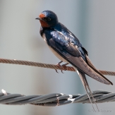 Golondrina