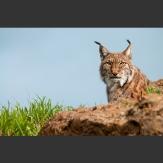 Lince boreal