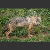 Lobo