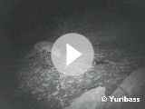 Zorro bebiendo